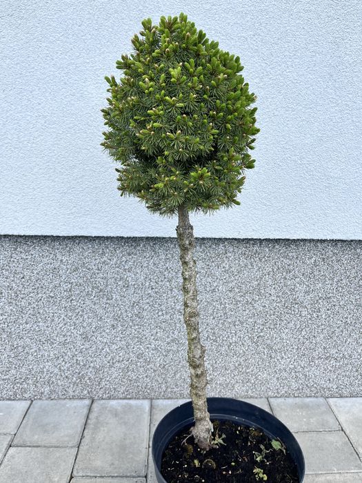 Канадська ялинка коніка