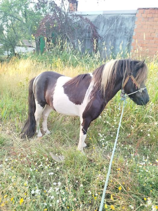 Vendo ponei macho