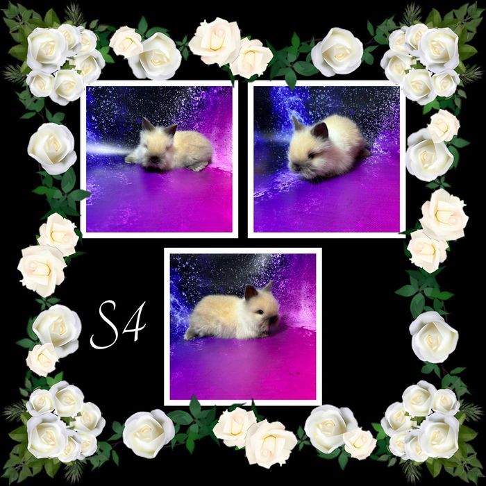 Karzełek Teddy i Mini Lop