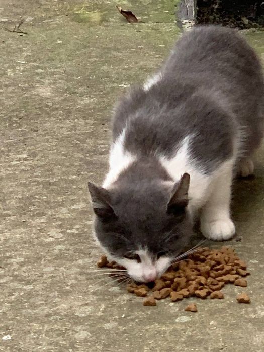 Котята в добрі руки