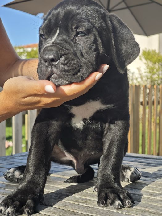 Cane Corso Italiano - Macho preto
