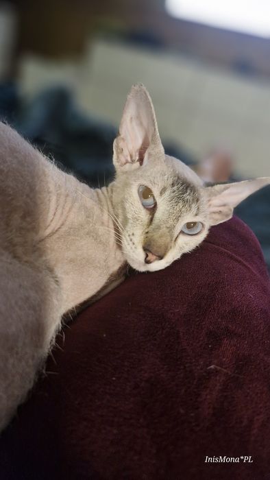 Peterbald   kotka