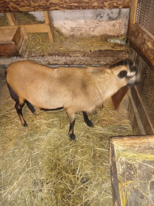 Owce młode  owieczki oraz młode baranki  barabadosa