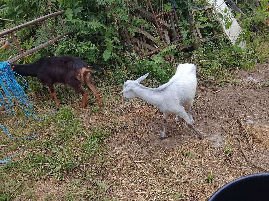 Cabras mansinhas para venda
