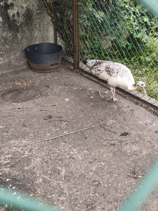Vendo pavão asa negra