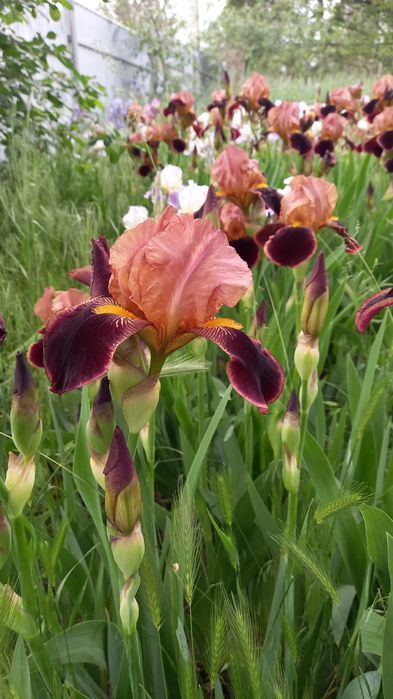 Ірис старі сорти квіти півники