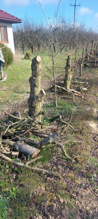 Sprzedam drewno ze śliw