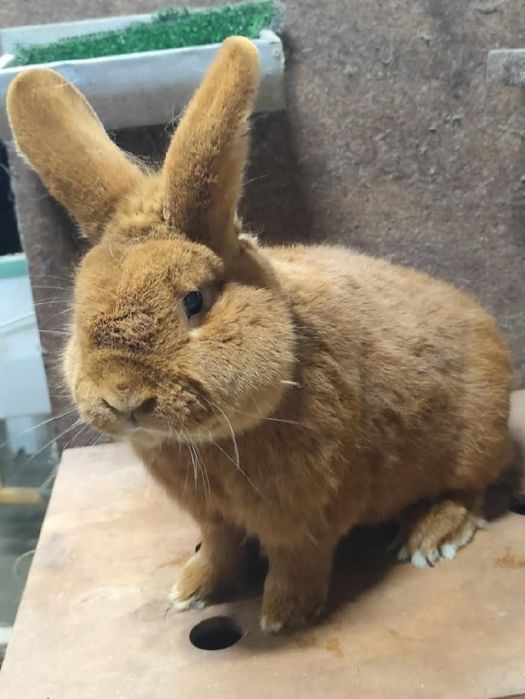 Nowozelandzki czerwony