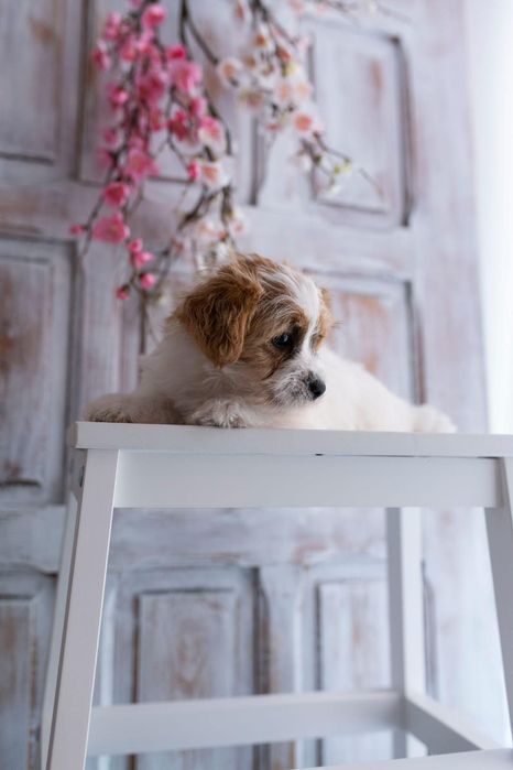 Piękna Suczka Jack Russell Terrier HONOKA , FCI , ZKwP!