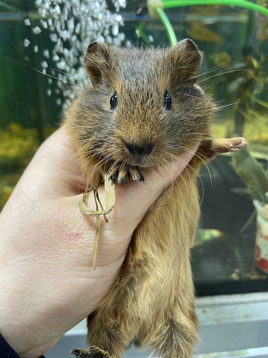 Морські свинки, морские свинки, різні окраси , 1 -2 місяці