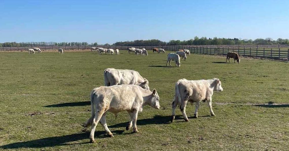Продам стадо молодняка мясної породи Лімузин та Шароле