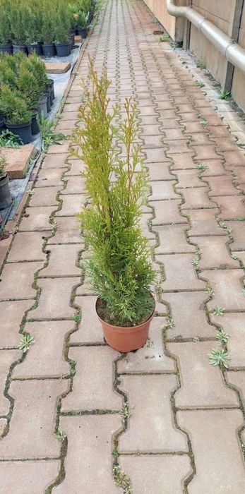 Tuja szmaragd 50-60 doniczka C2