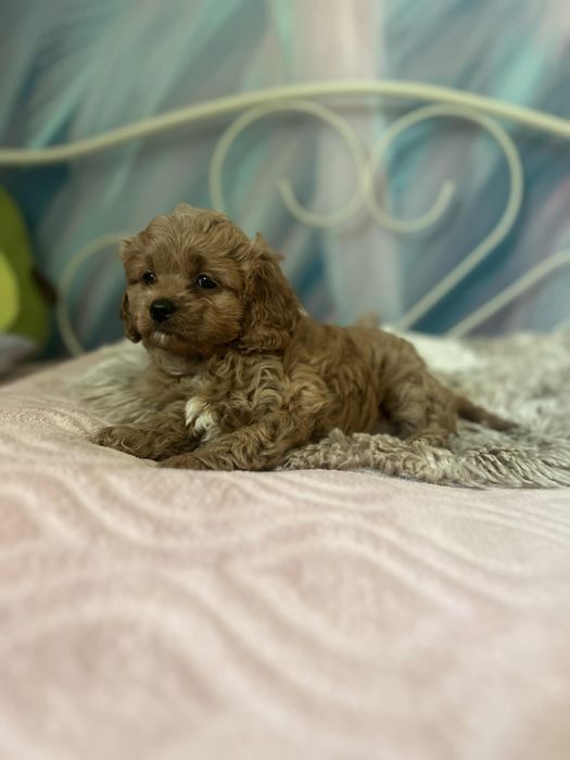 Cudowny piesek Cavapoo
