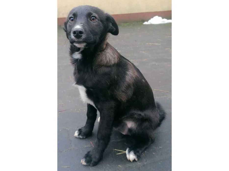 5mies.WESOŁA, łagodna suczka- będzie DUŻA