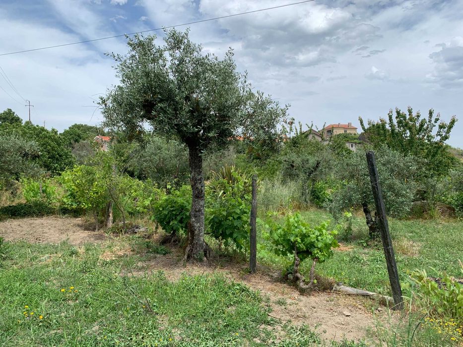 Terreno Particular com Viabilidade de construção em Mangualde