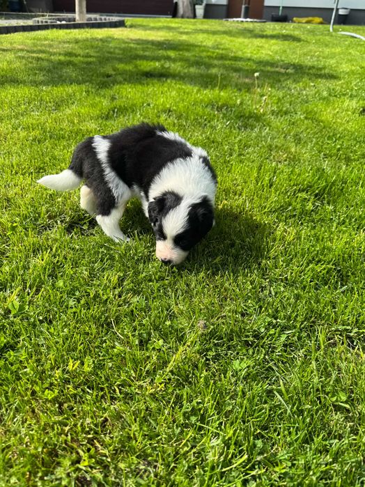 Border Collie – wyjątkowy samiec black & white