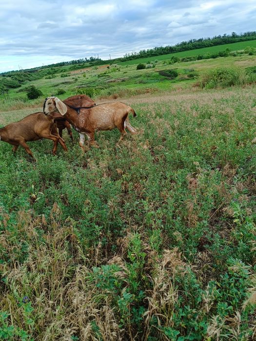 Англонубійскі кози