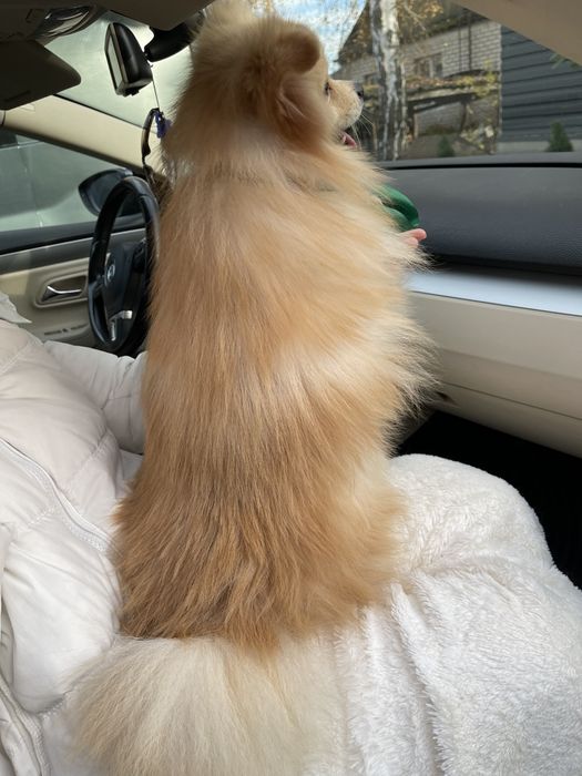 Померанські шпіци — Гарантовано закохаєтесь з першого погляду