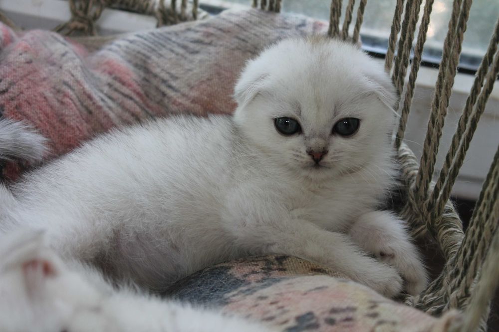 Срібляста шиншилла фолд
