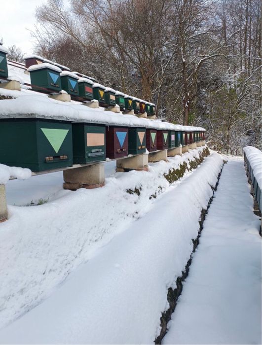 Miod pszczeli z pasieki 40 kg - polski