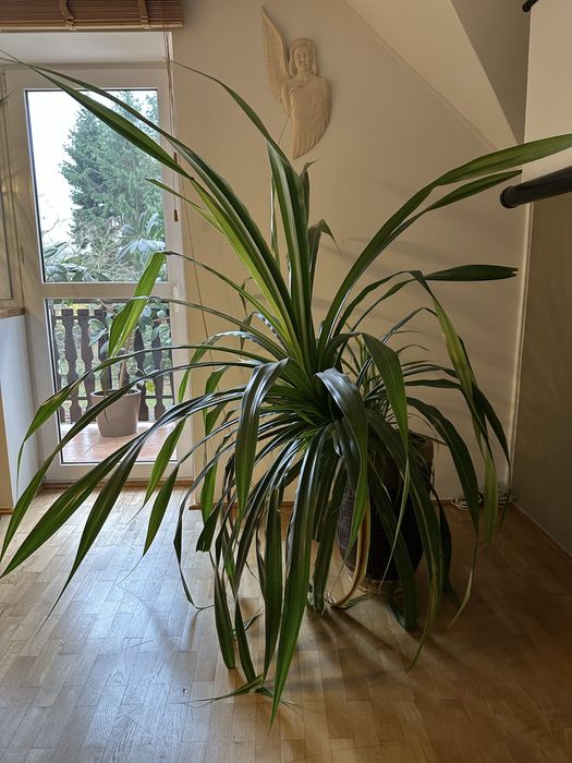 Duża roslina Dracena