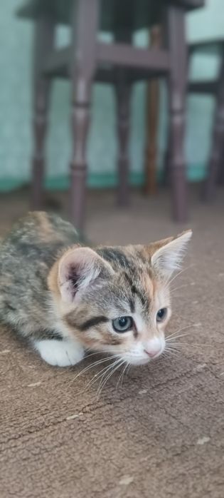 Віддамо кішку в добрі руки.