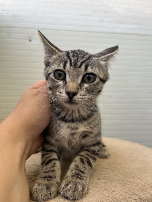 3 Gatinhas Bebés para Adoção Responsável