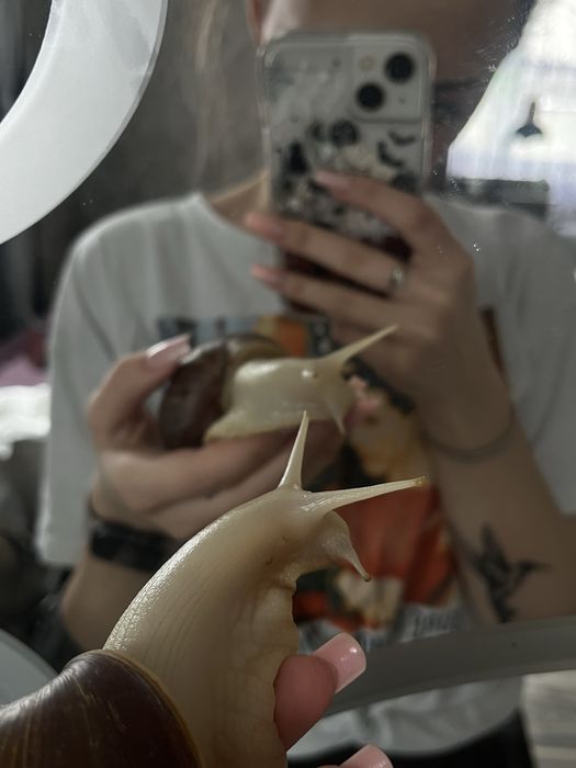 Равлики шукають новий дім) віддам в добрі руки