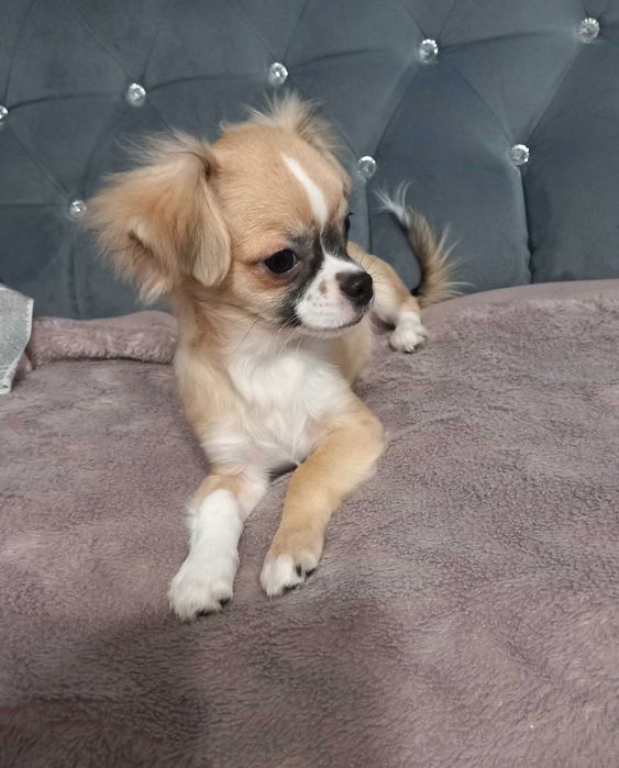 Piesek Chihuahua
