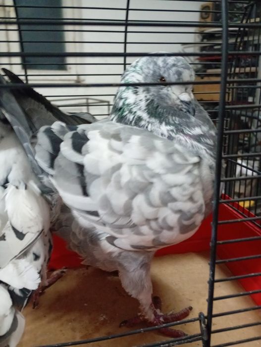 Gołębie ozdobne Kingi