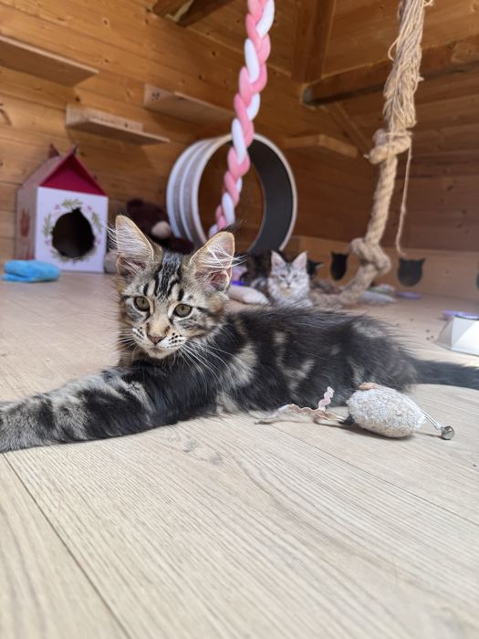 Maine Coon Koteczka FPL