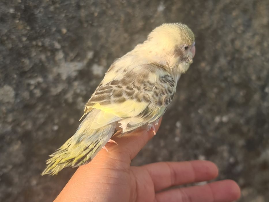 Periquitos Domésticado muito meigos