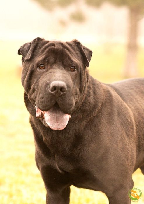 Nitro shar pei do adopcji czeka w schronisku