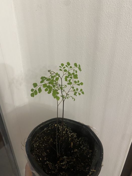 Продам вазон адіантум венерин волос