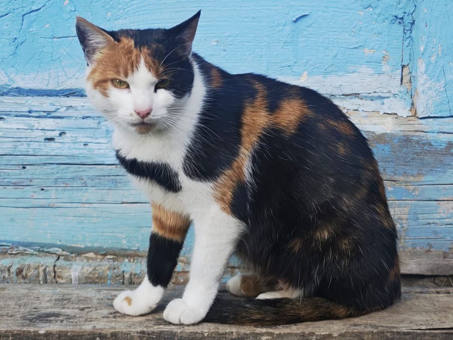 Dorosla kotka do adopcji