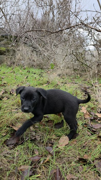 Метиси стаффа Віддам у добрі родини