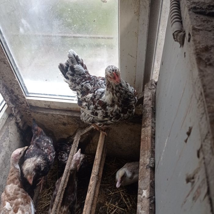 Молоденькі курочки