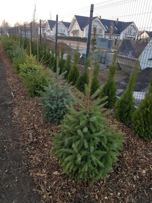 Tuja tuje szmaragdy szmaragd transport sadzenie kora p9