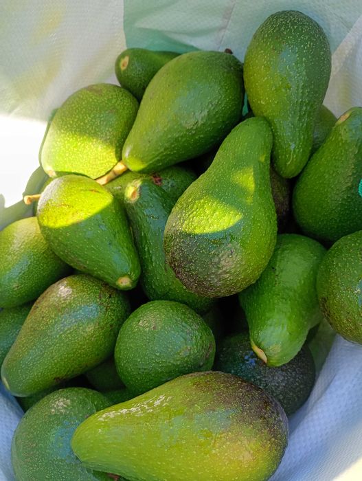 Abacate - biológico