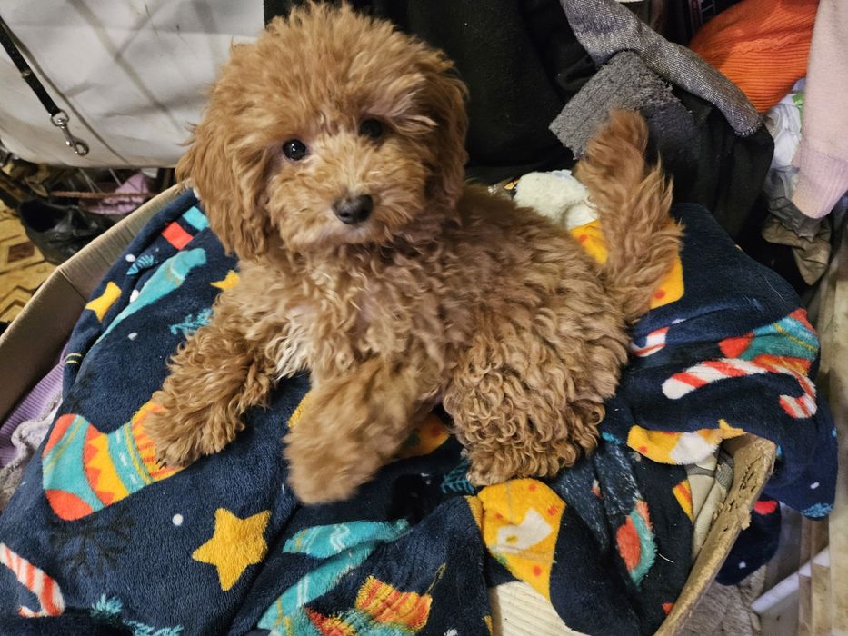 Неймовірна дівчинка пудель