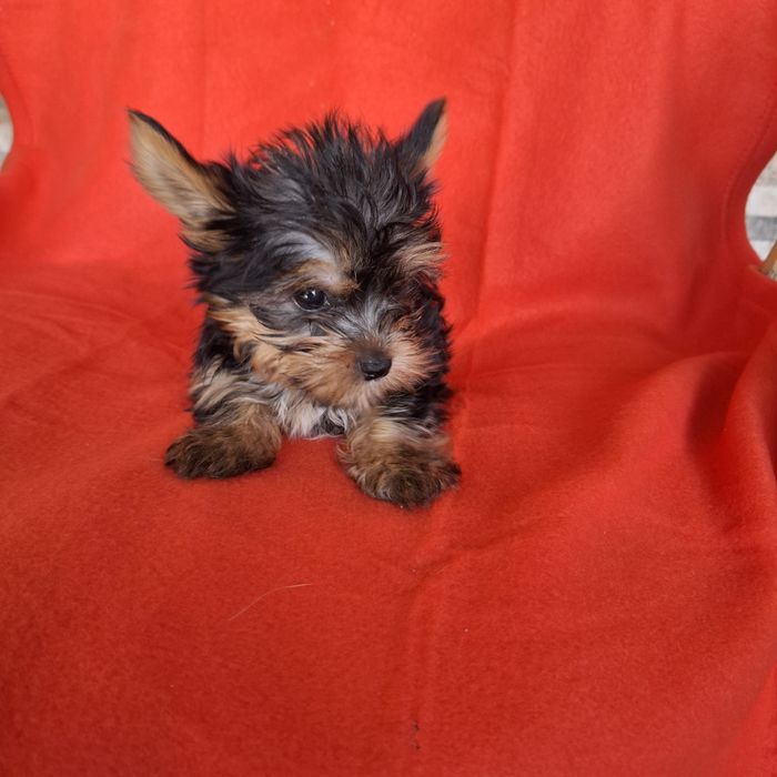 Yorkshire terrier piesek rodowód + wyprawka