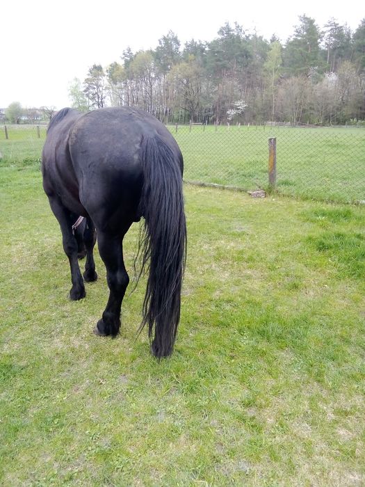 Продам жеребця 7 років