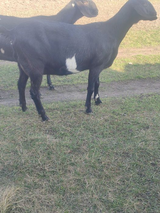 Продам козу дійну