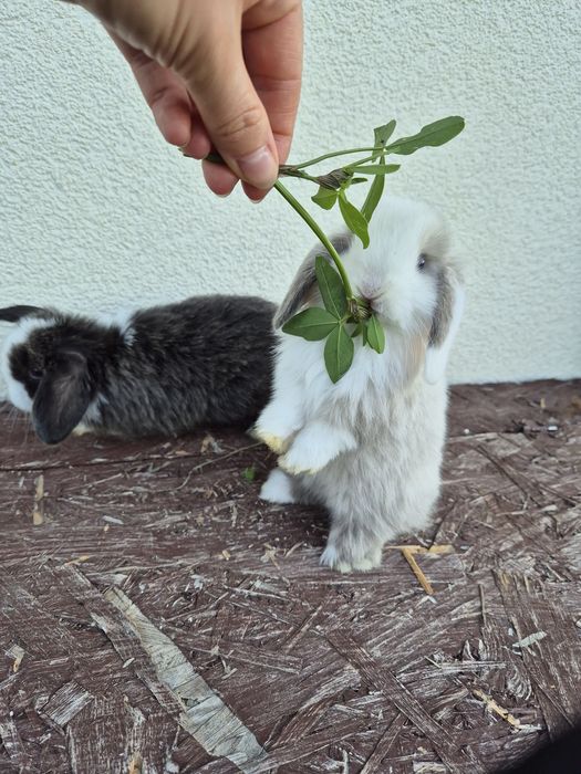 Królik minilopek mini lop