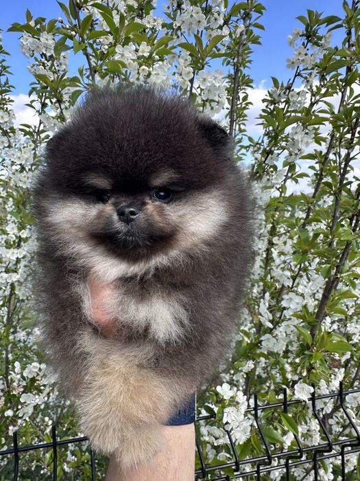 Szpic miniaturowy - Black&Tan - chłopak