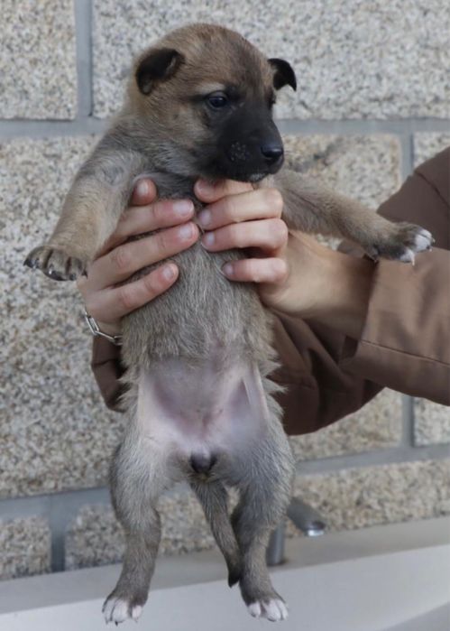 cães de porte grande bebés