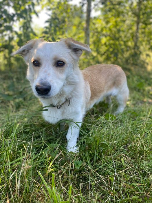 Maestro uroczy psiak do adopcji