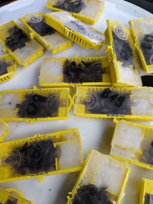 Przezimowane matki pszczele buckfast wysyłka