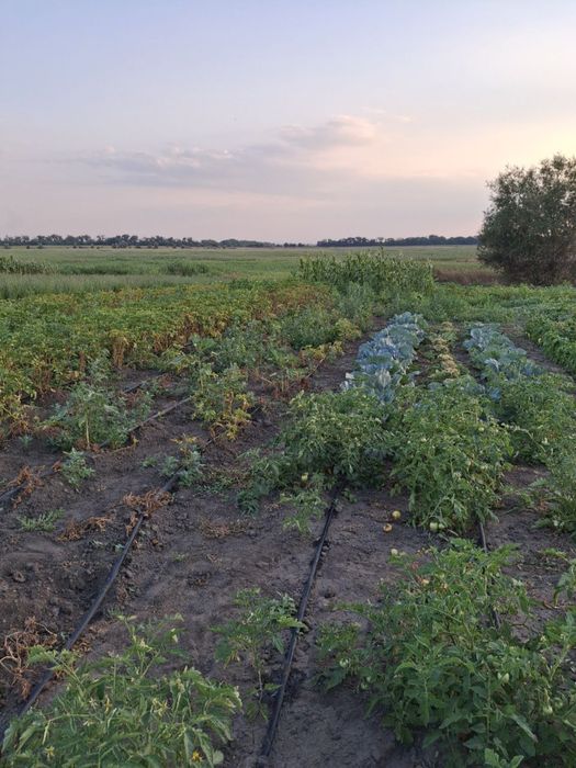 Терманово продам будинок  с. Лобойківка