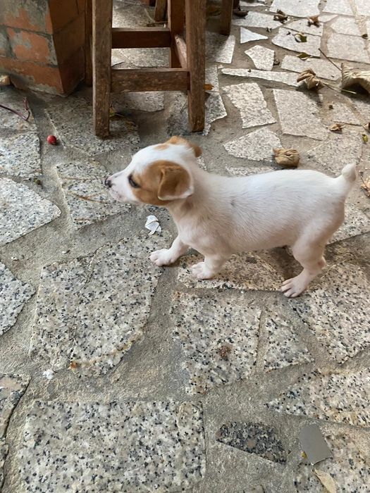 Bebés fofinhos para adoção